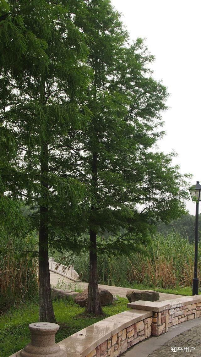 请问图中乔木的名称