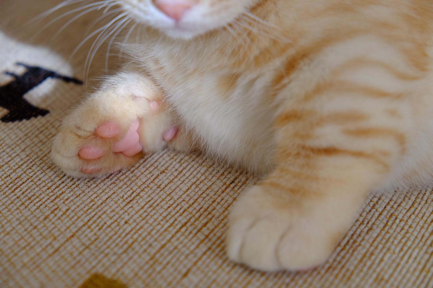 短腿橘猫这么可爱，大家见过吗？