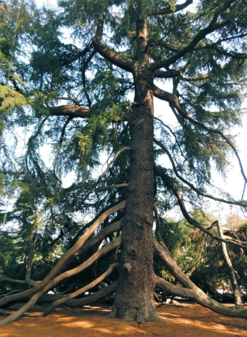 喜马拉雅雪松精油的化学成分及功效研究