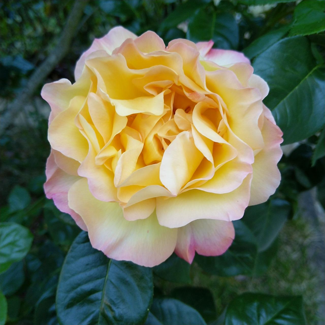 1平米等于多少丛