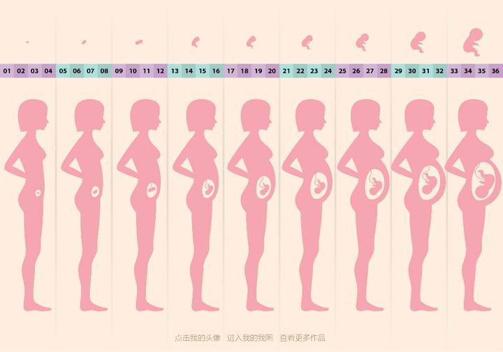 发育周期 zhuanlan.zhihu.com