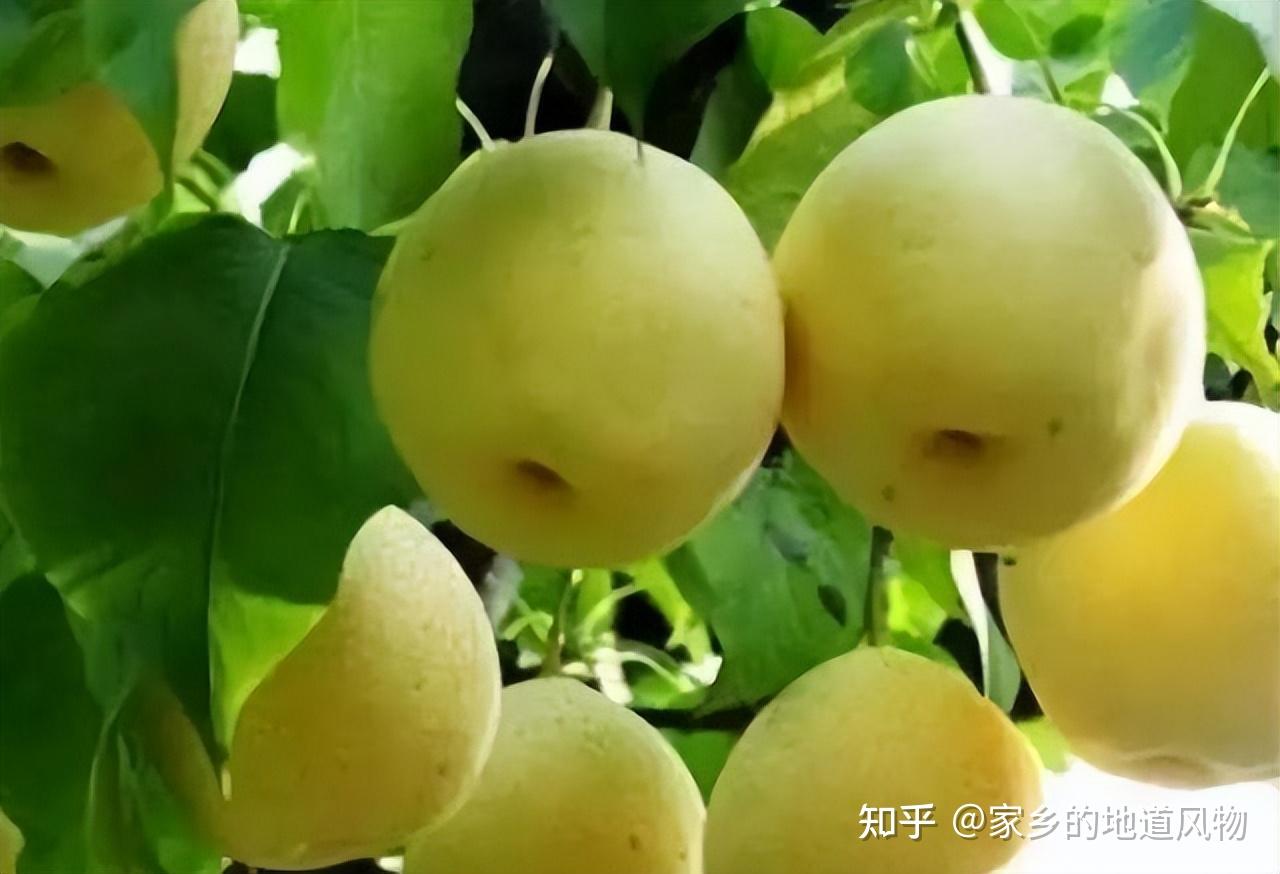 全国哪里的梨好吃?这些地方的梨都很有名 - 知乎