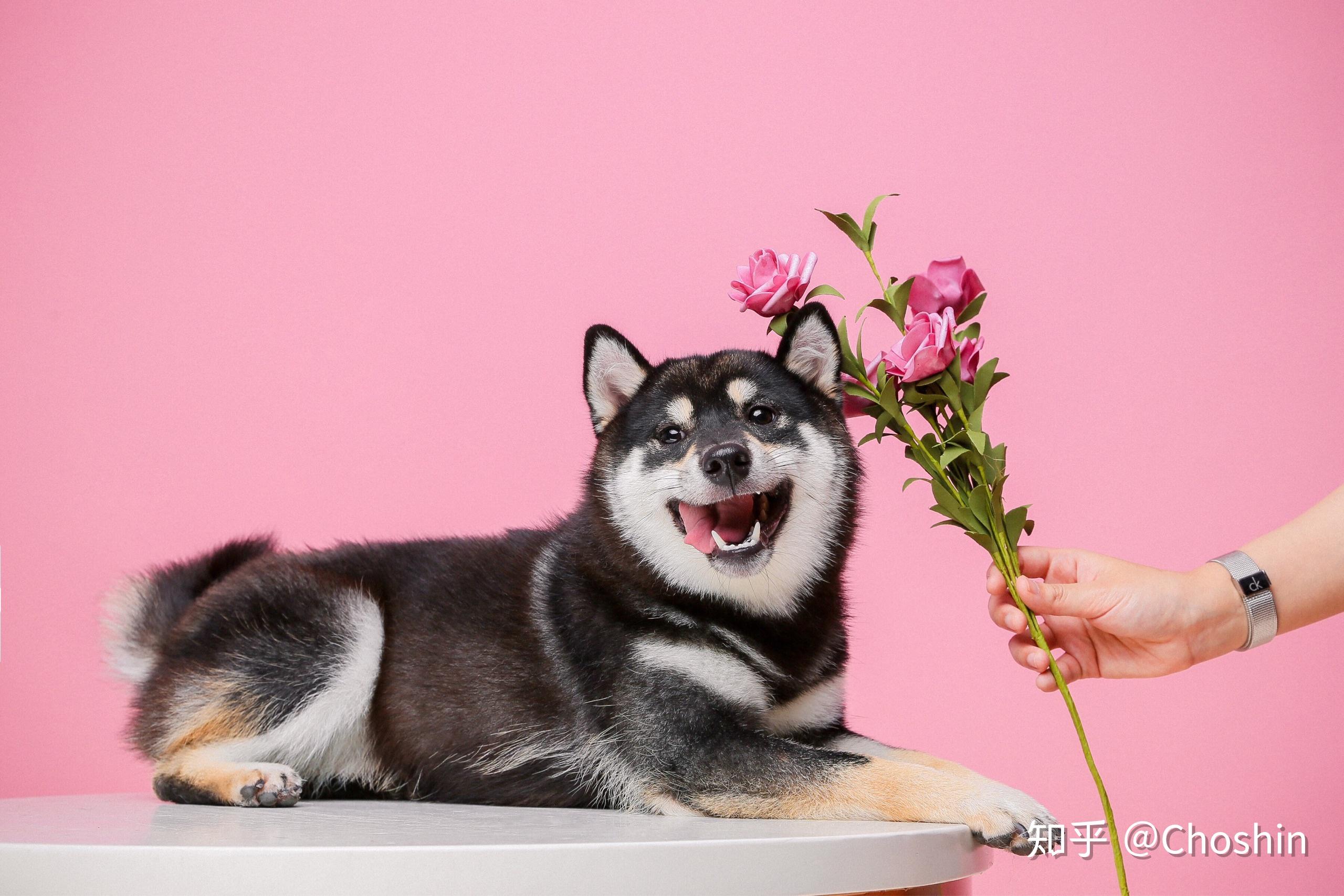 養柴犬是種怎樣的體驗