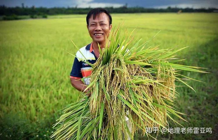 糧食商品率為29%,每年提供的商品糧佔全國13片基地商品糧的60%以上