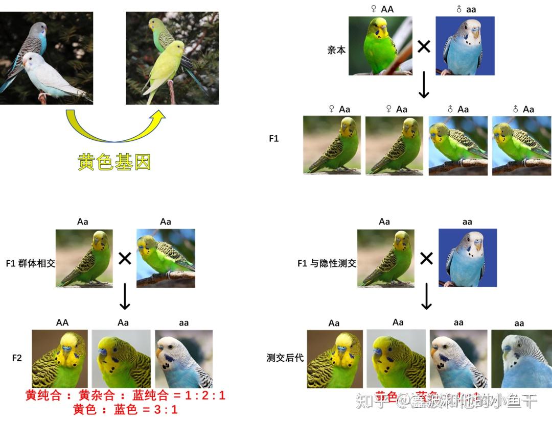 遗传学「镶嵌显性」 - 知乎