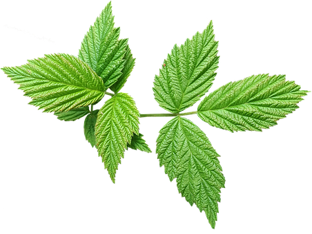 2. 槐米形状揭秘