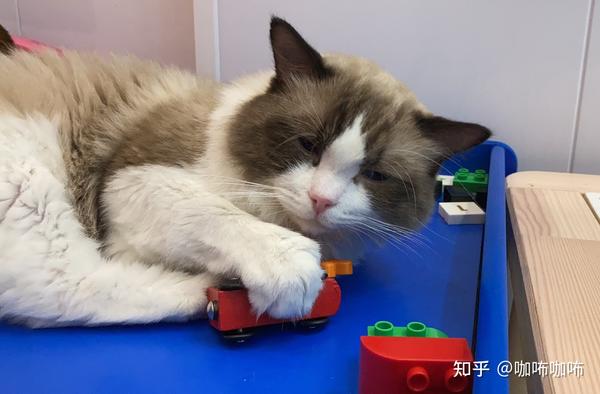 咖咘猫咪揣手手系列图~有 - 知乎