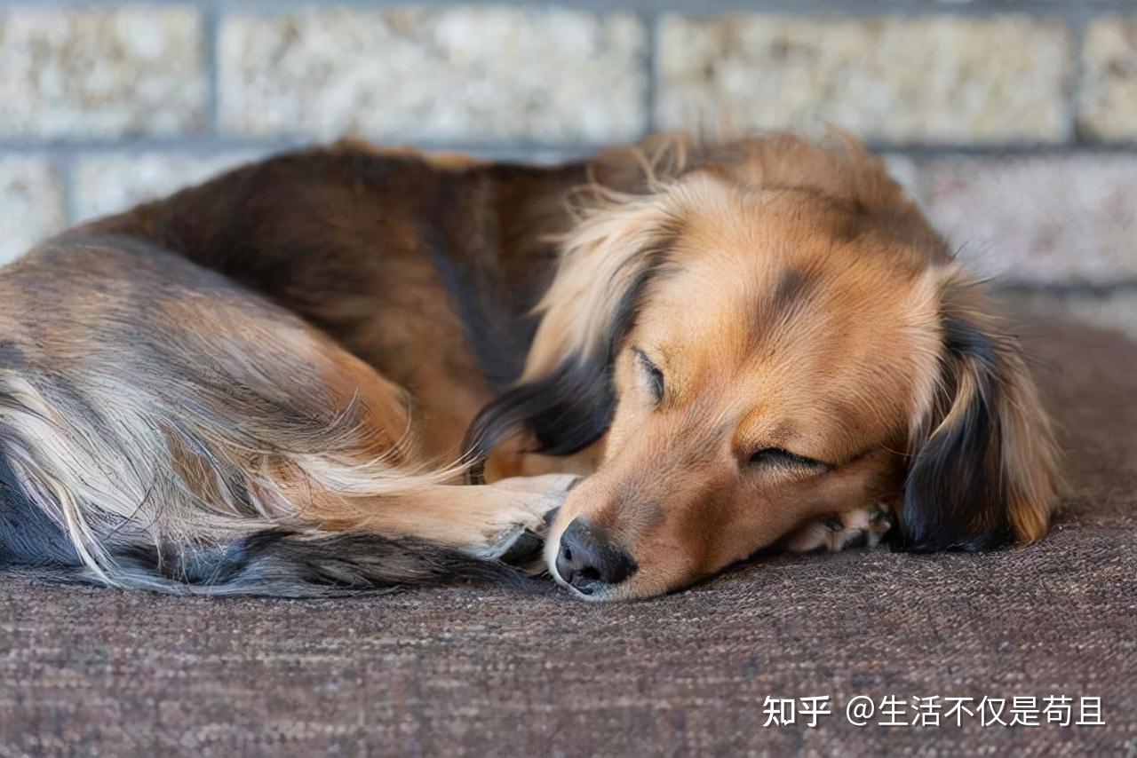 原来狗狗的睡姿代表了它的性格网友太准了
