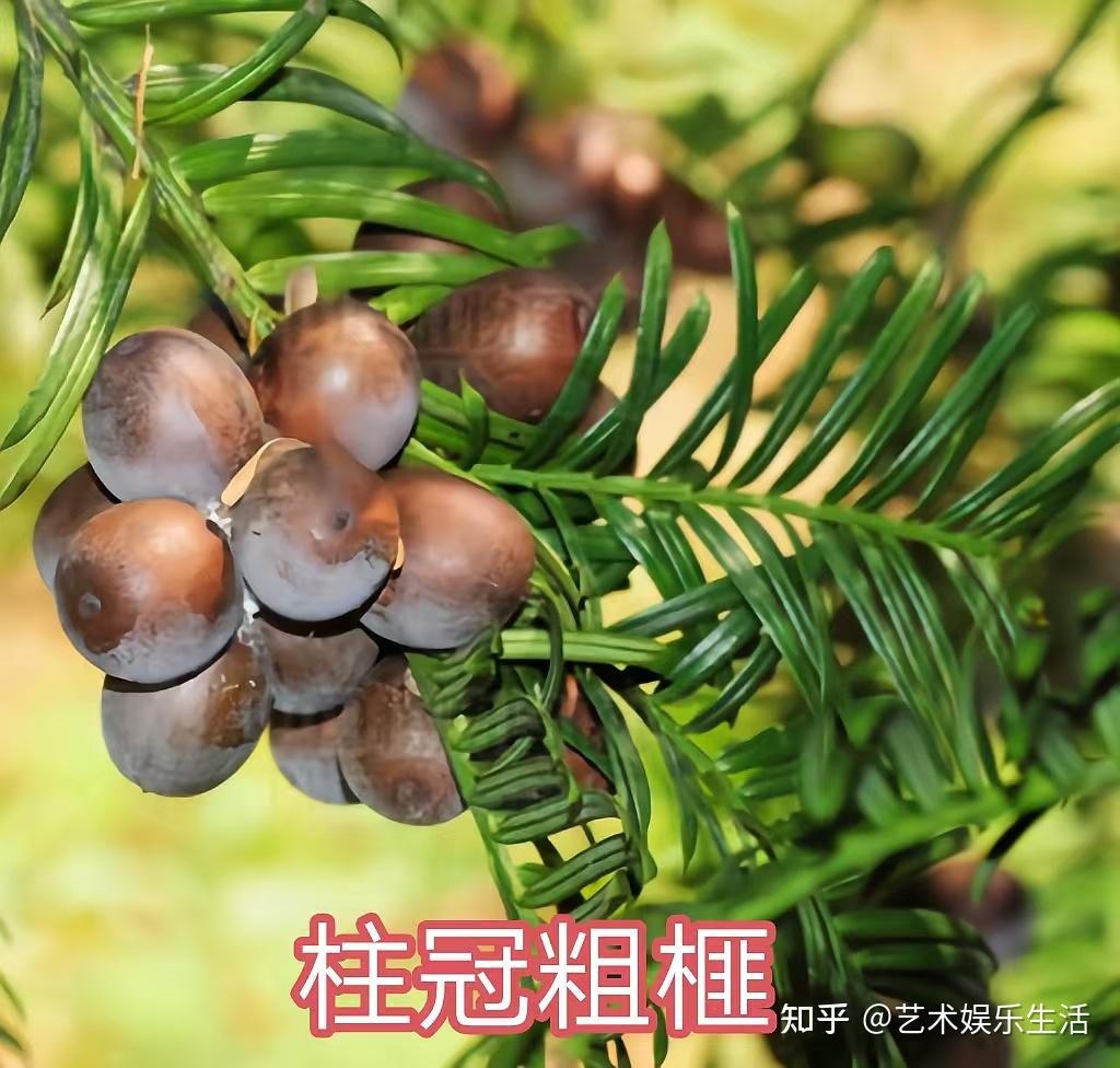 12种三尖杉科的植物 - 知乎