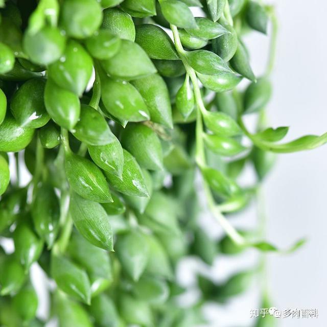 多肉植物菊科千里光属图鉴