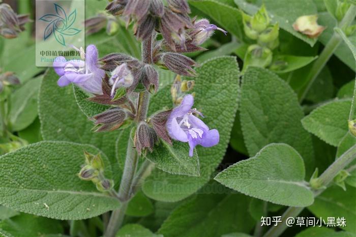 有哪些本尊配不上名字的植物動物嗎