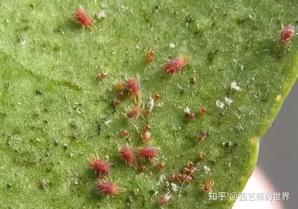 园艺植保系列 上篇 常见害虫的防治 知乎