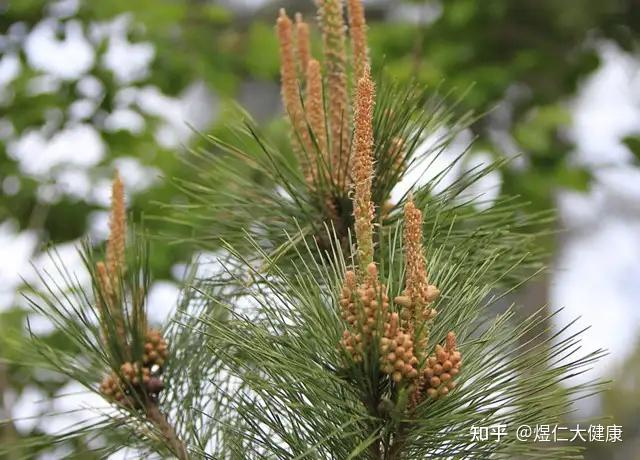我们平时买的松子是哪种松树的果实？ - 知乎