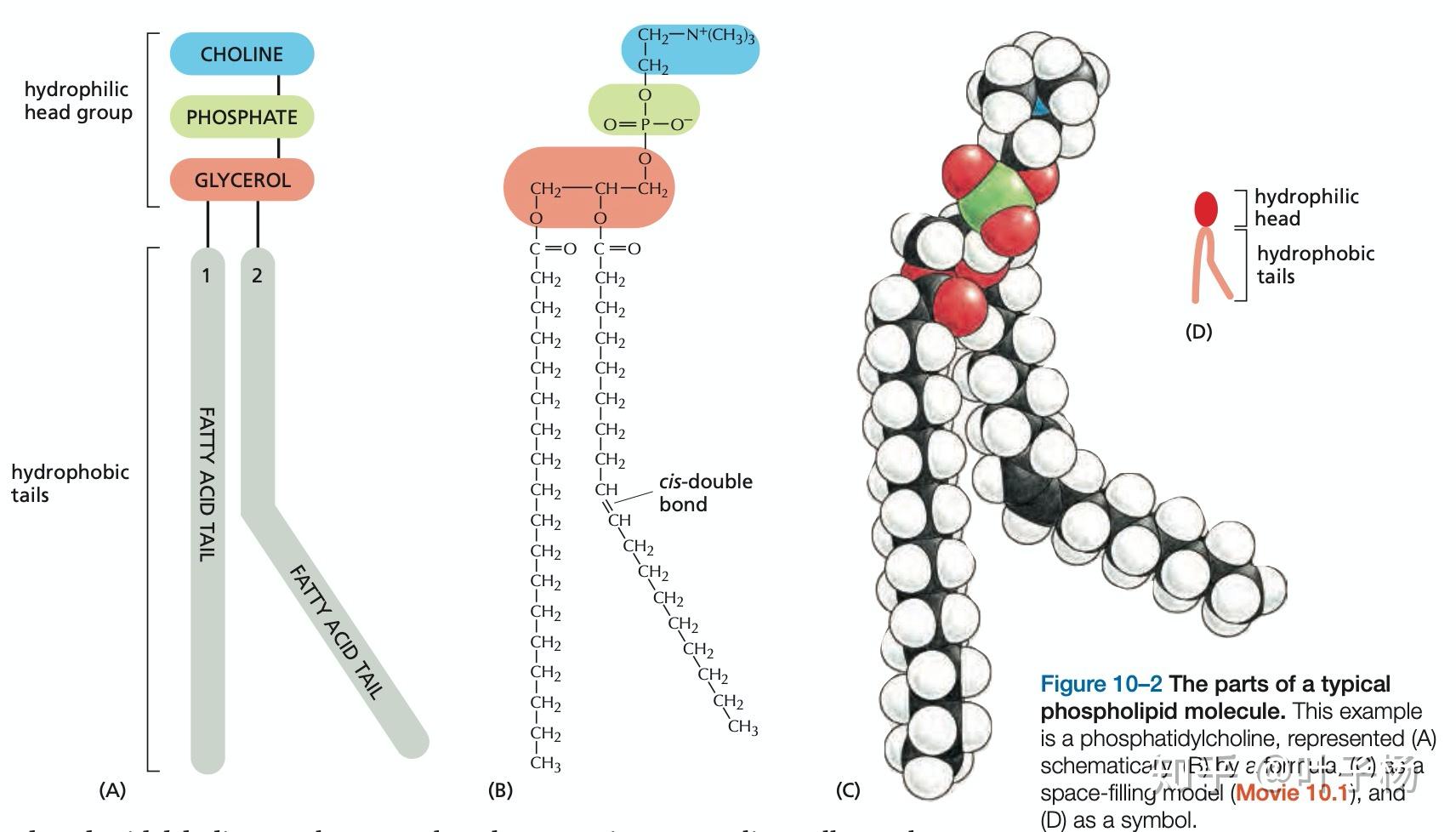 磷脂双分子层中是亲水还是疏水 知乎