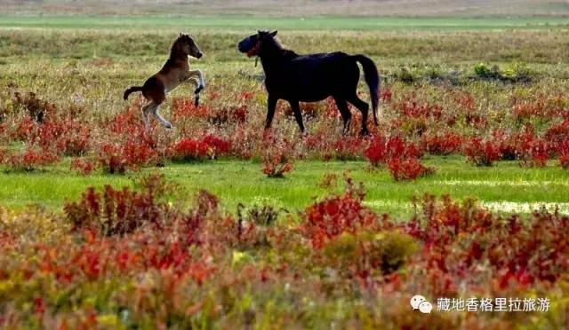香格里拉10大必游景点“老司机”都去过,你走过几个?-香格里拉必看景点