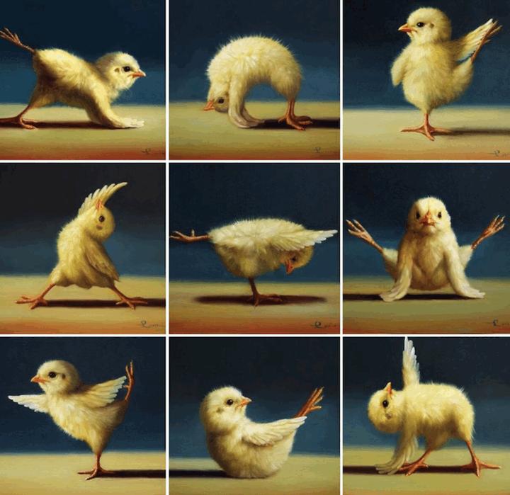 小鸡仔的瑜伽课15张图片