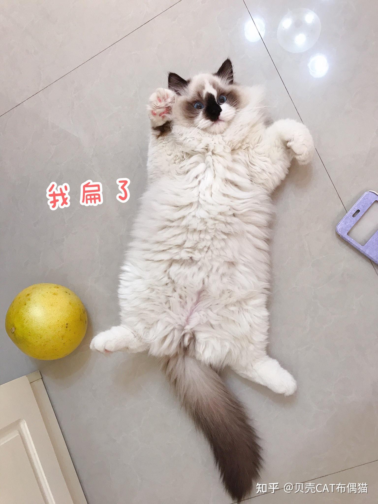 v2-cce7ae7d5d51cff400bb9497a5d20f50_r.jpg
