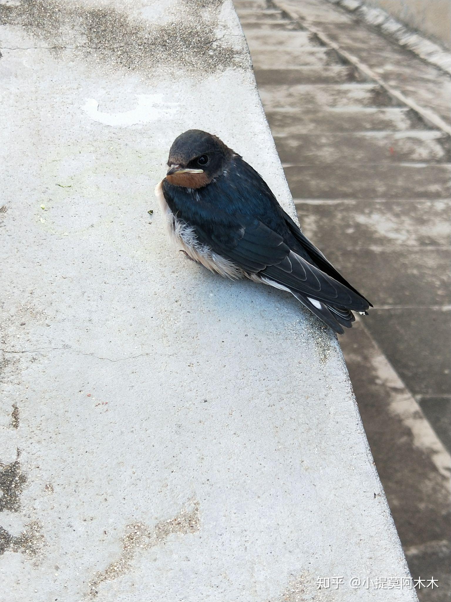 家燕幼鸟怎么养呢?