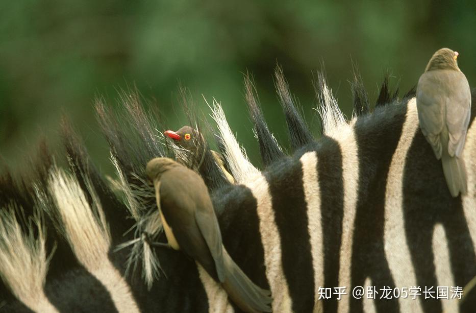 如何理解生物学的共生的概念? - 知乎