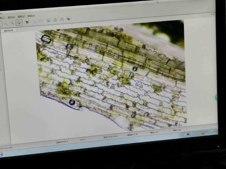 玉米叶横切装片10×4010×4010×1010×1010×42.水稻叶横切装