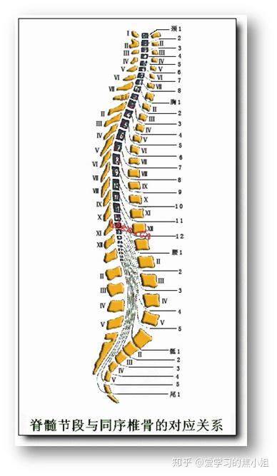 人体腰椎1-5节示意图图片