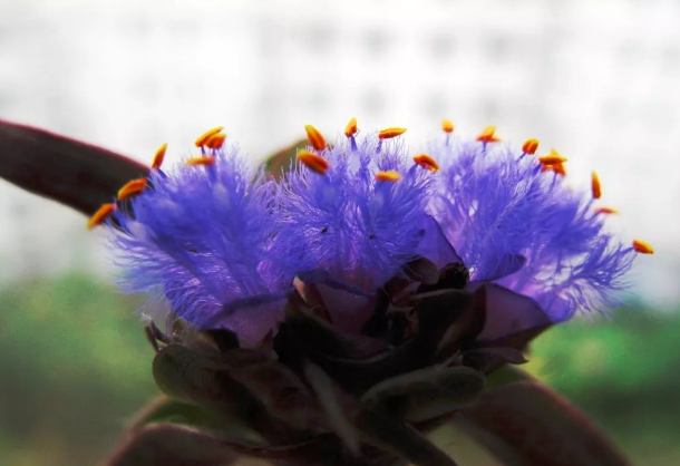 尊崇的 紫露草 为何有着念珠般的柔毛 知乎