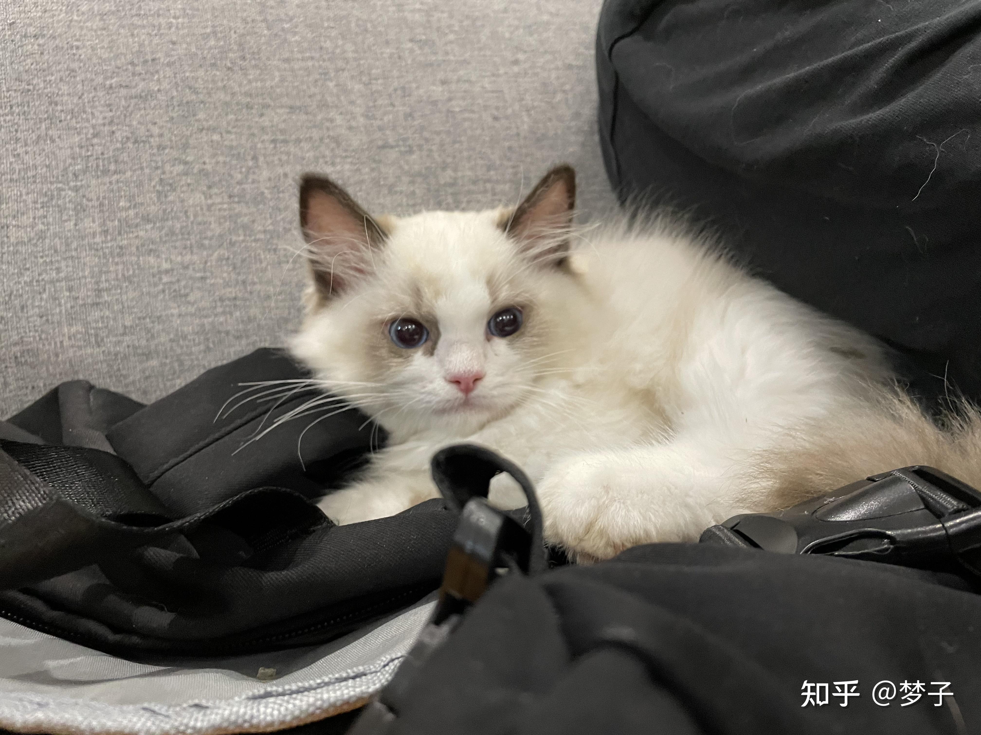 记录布偶猫bobo的成长小时候长大对比