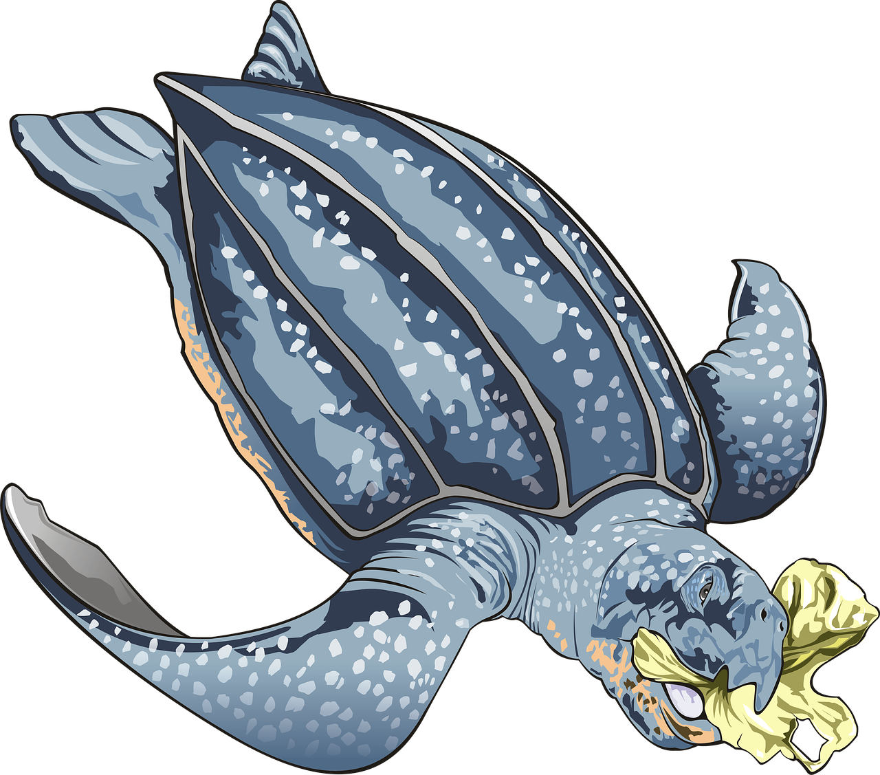 海底小动物们的家