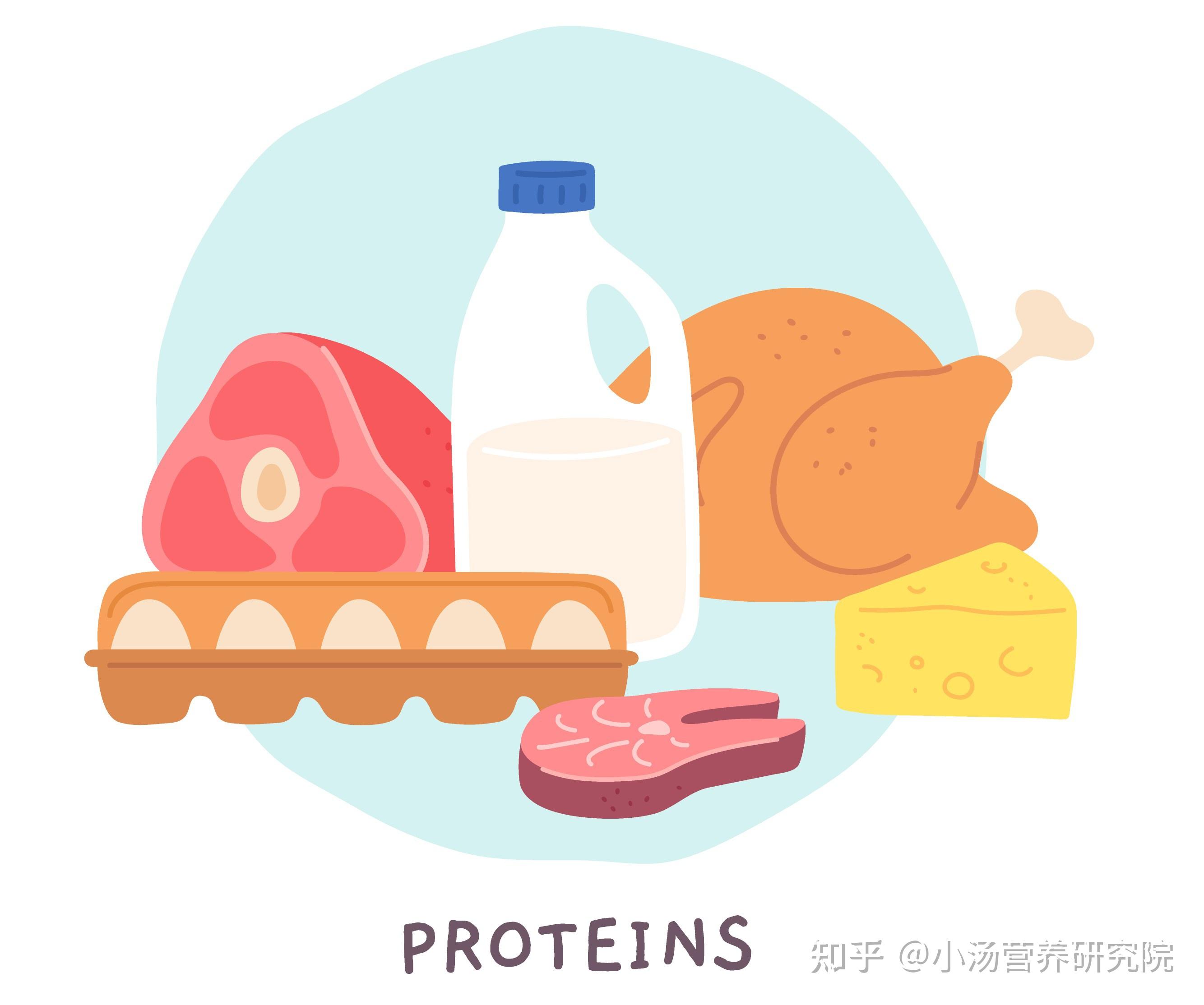 传闻2:高蛋白摄入影响骨密度