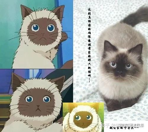猫咪品种大盘点5喜马拉雅猫