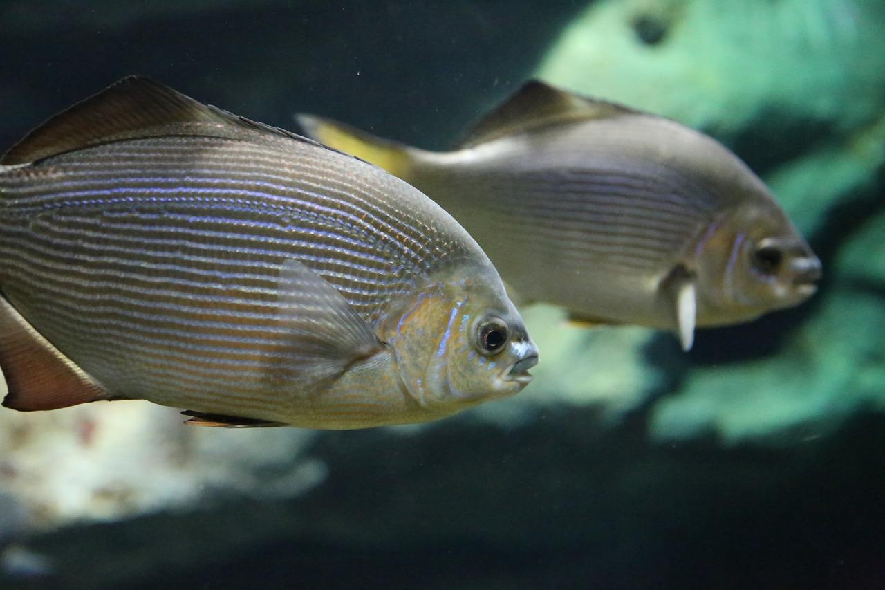 小型热带鱼品种有多少