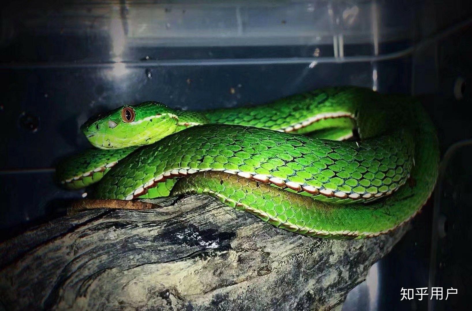 如何饲养白唇竹叶青