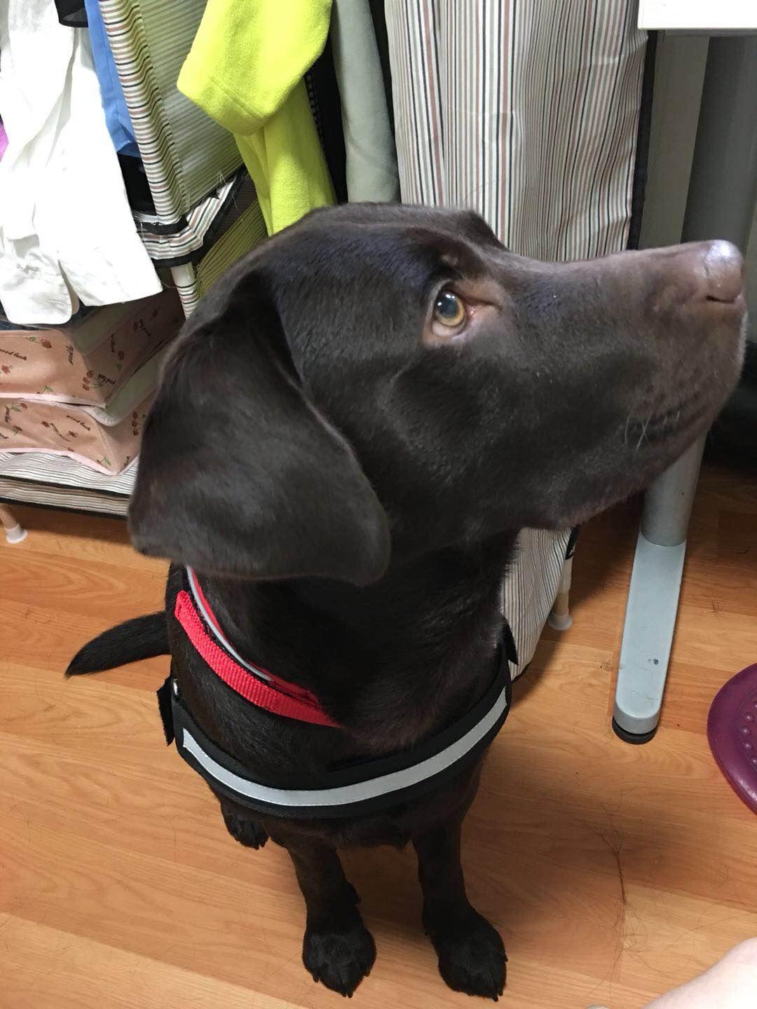 请问新买的狗如何让它适应新家? - 知乎