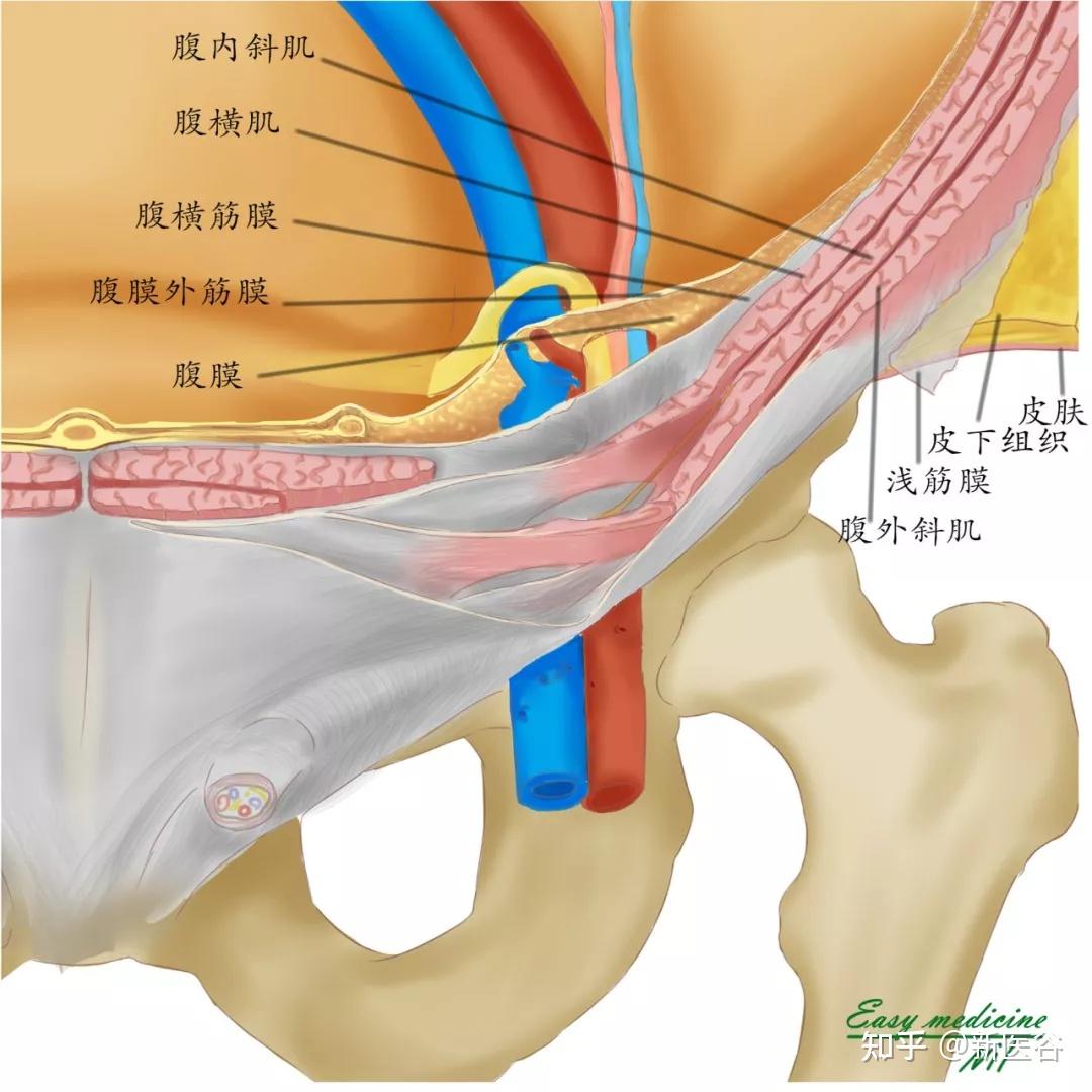 腹股沟三角区的解剖图图片