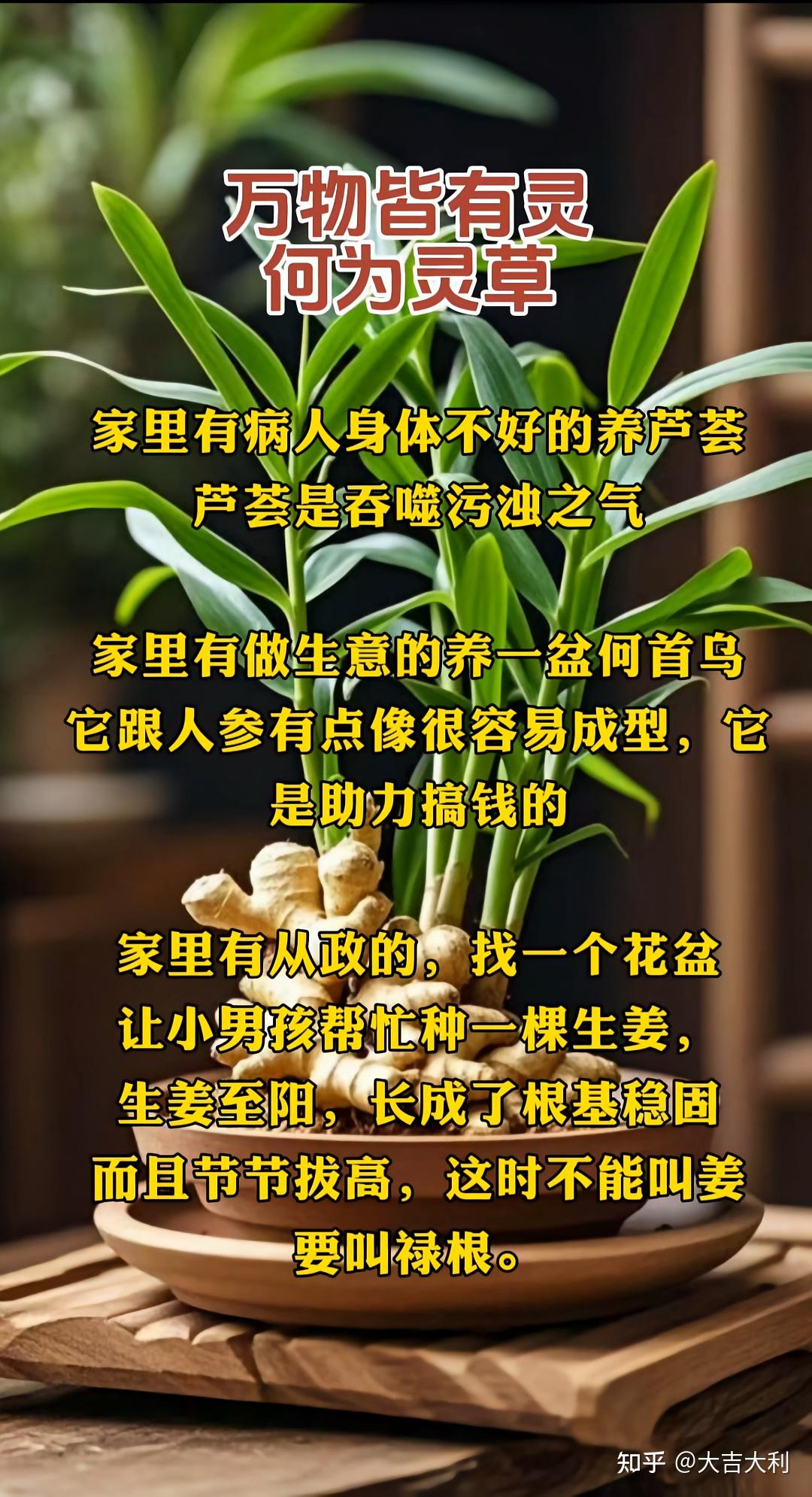 道家文化生姜象征意义 - 知乎