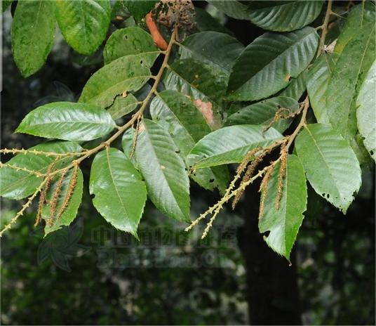 印度锥——植物非试管高效快繁 - 知乎