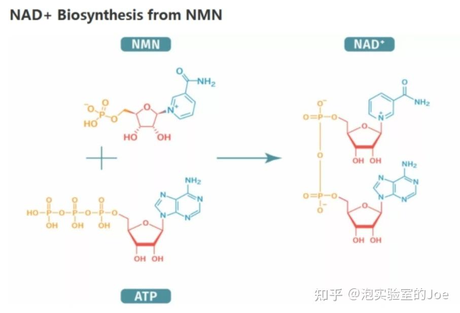 关于NMN你是否有很多问号?NMN是如何修复DNA的? - 知乎