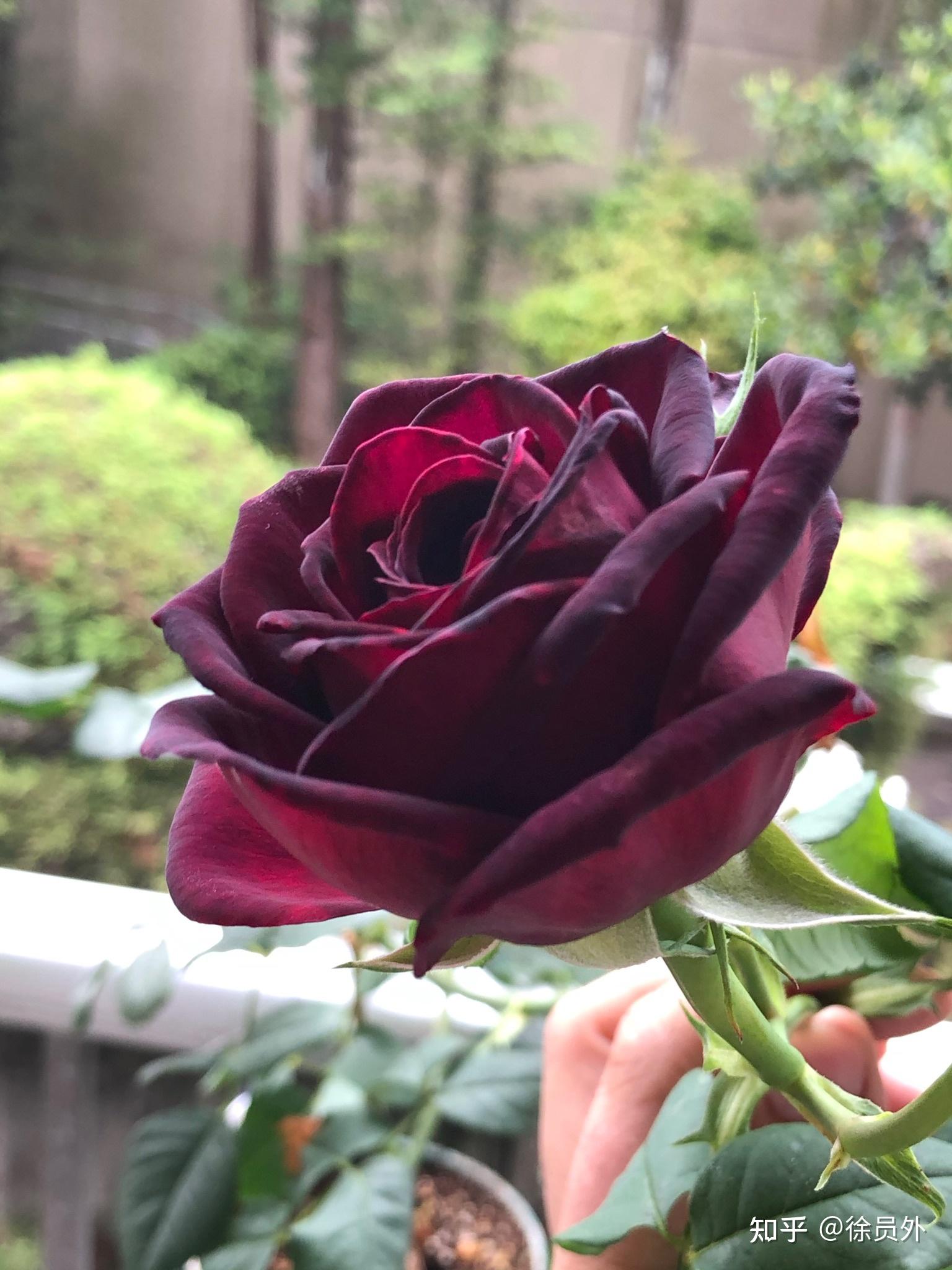 黑魔术玫瑰怎么养才好? 