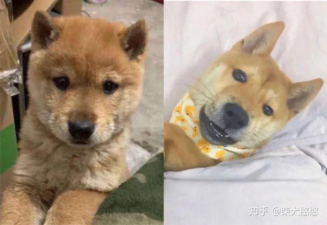 干货丨如何分辨真假柴犬串串