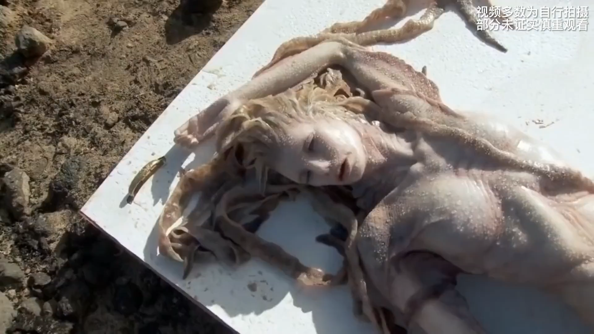 探索美人鱼6大事件让我们一探究竟