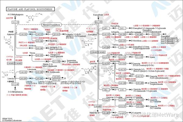 跟着大牛学黄酮(Ⅰ)| 黄酮代谢物分子结构和功能 - 知乎