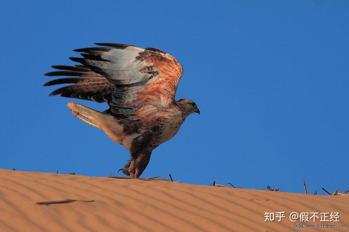 请问雪翼雕是什么东西? - 知乎
