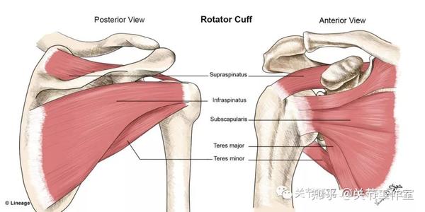 中, 肩关节的活动度最大,但对应的是骨性稳定性最差 肱骨头大肩盂小