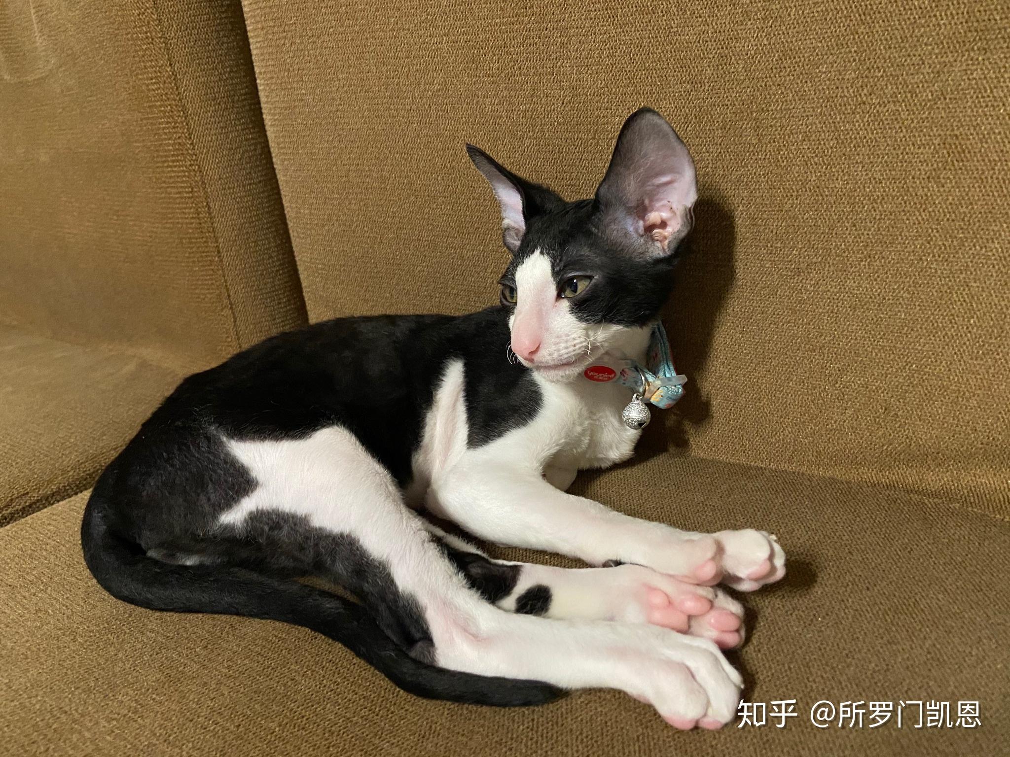 柯尼卷毛猫为什么体味大