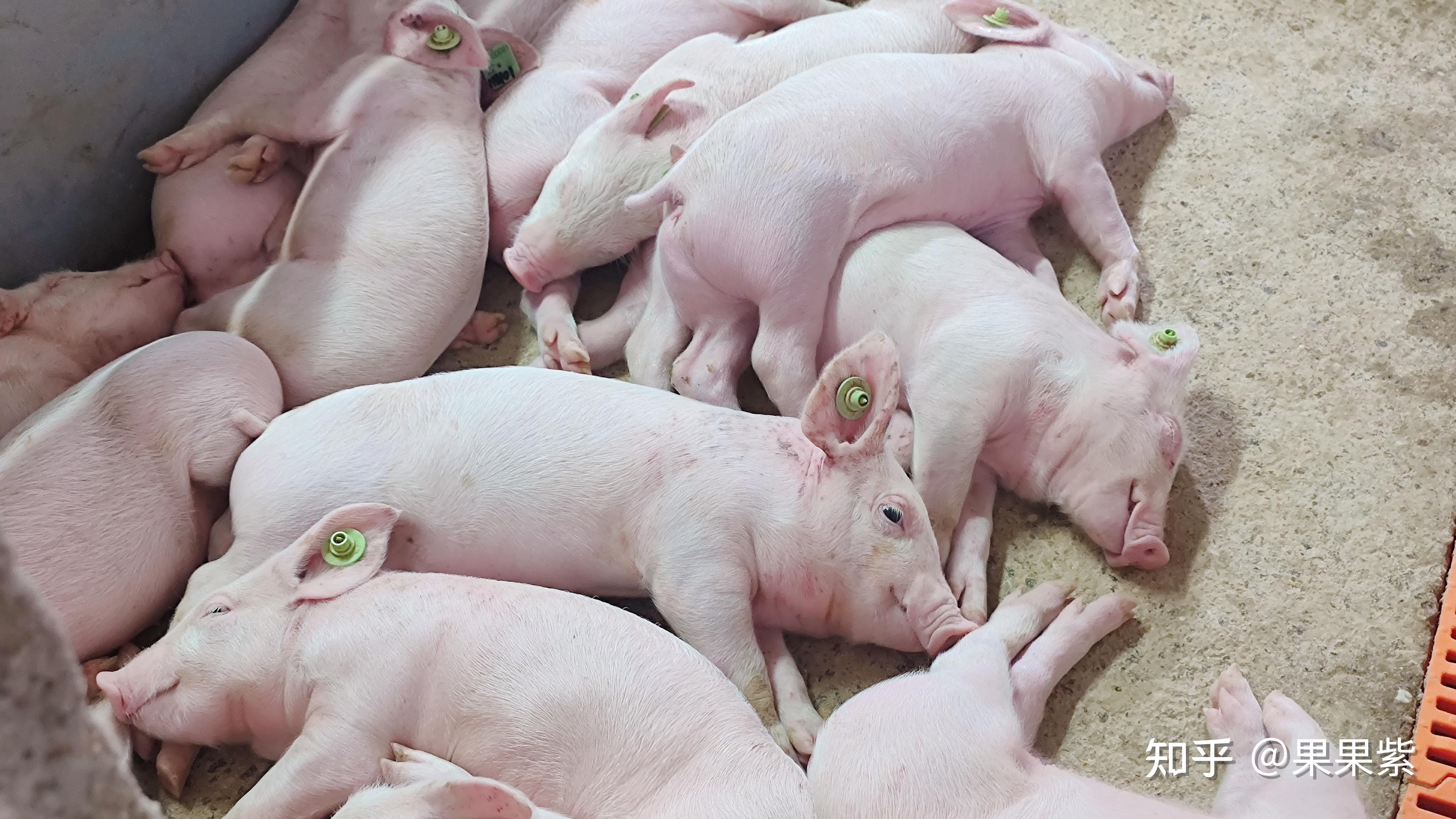 规模化养殖场—猪猪女孩的养猪小趣事