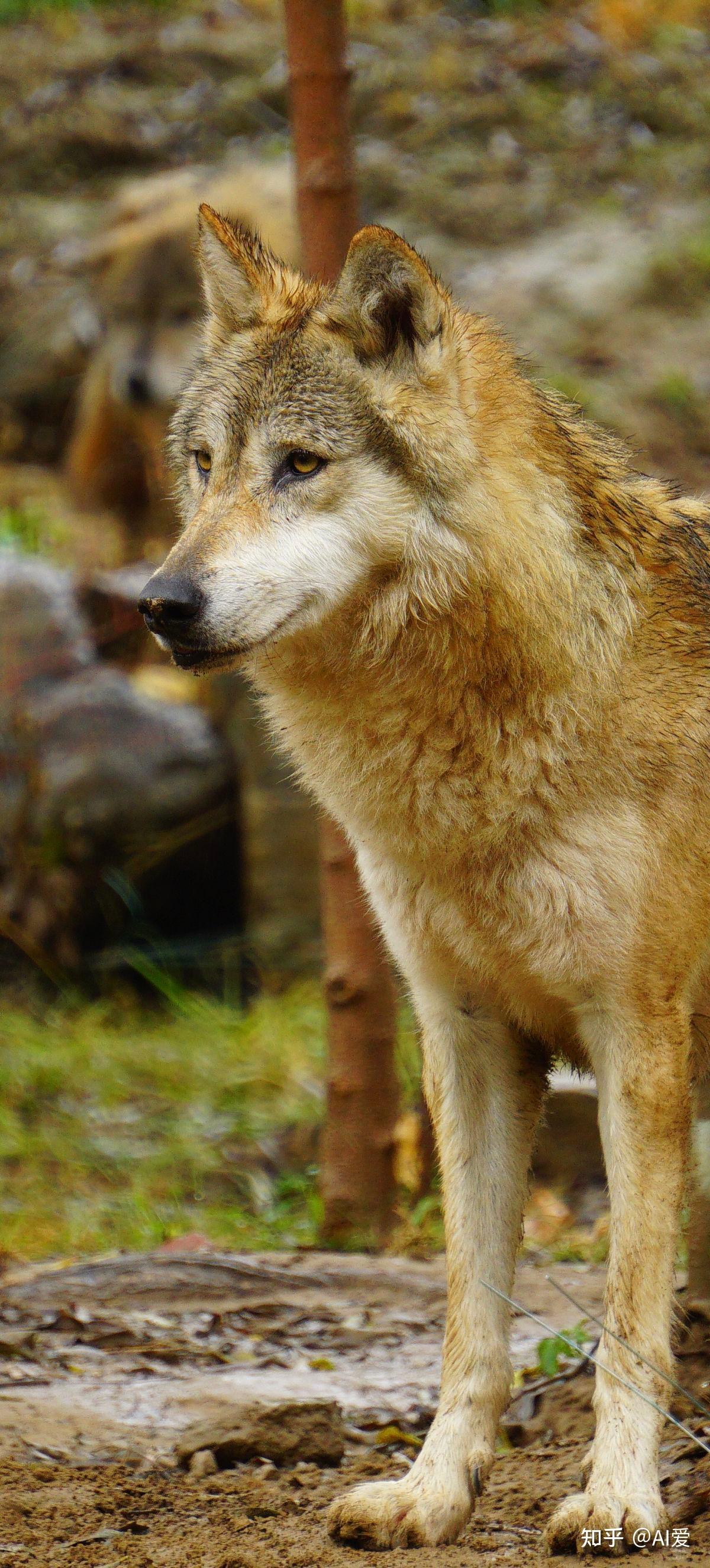 北京野生動物園一日遊