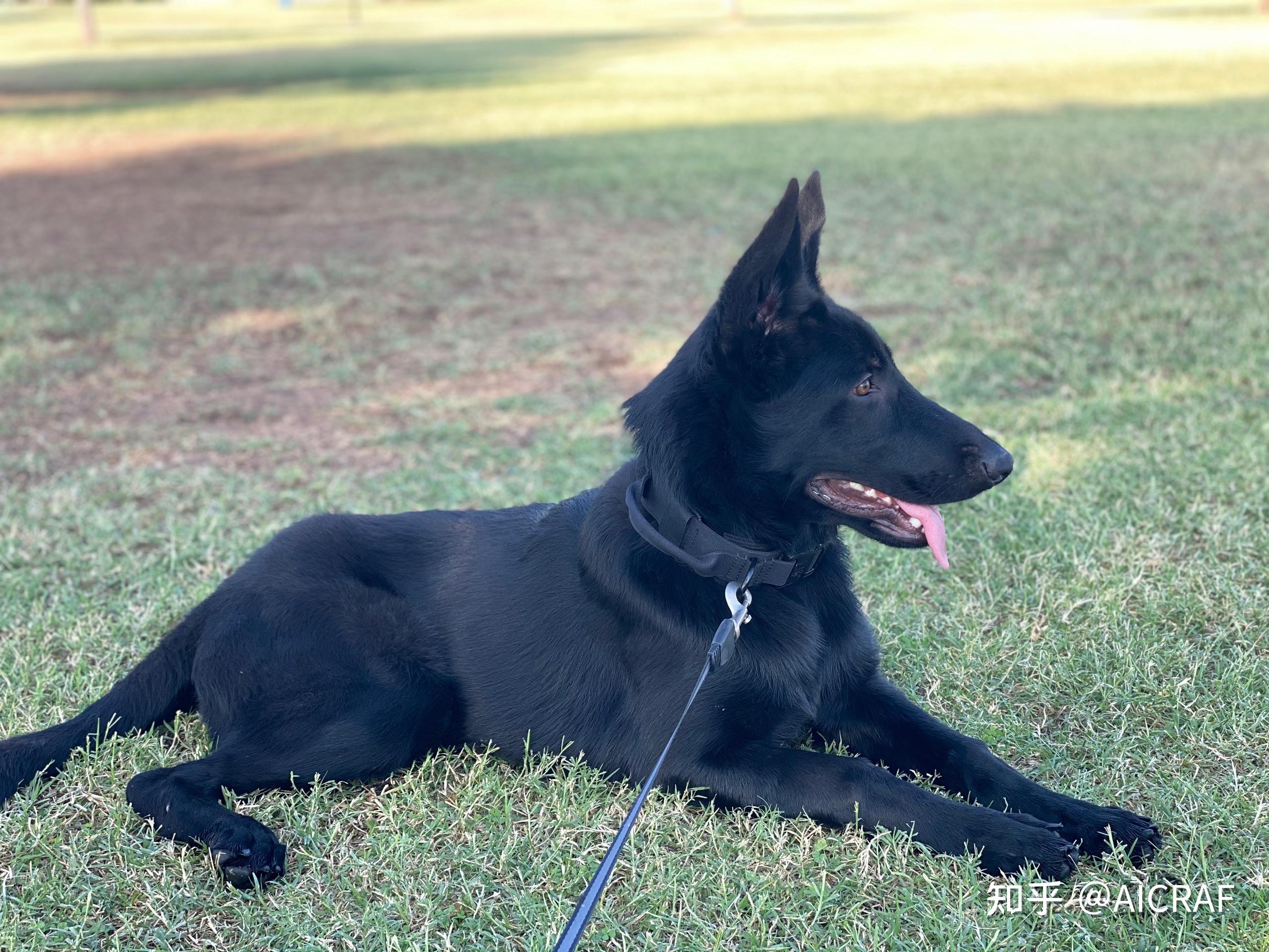 养一只纯黑德国牧羊犬是什么感受