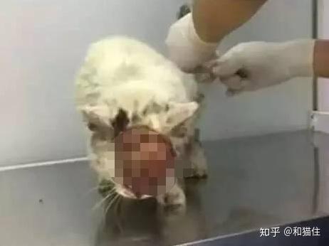 我国历年发生虐猫行为一览- 知乎