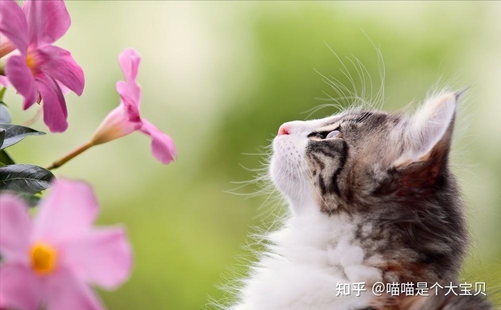 养“公猫”还是“母猫”？过来人告诉你，区别很大 - 知乎