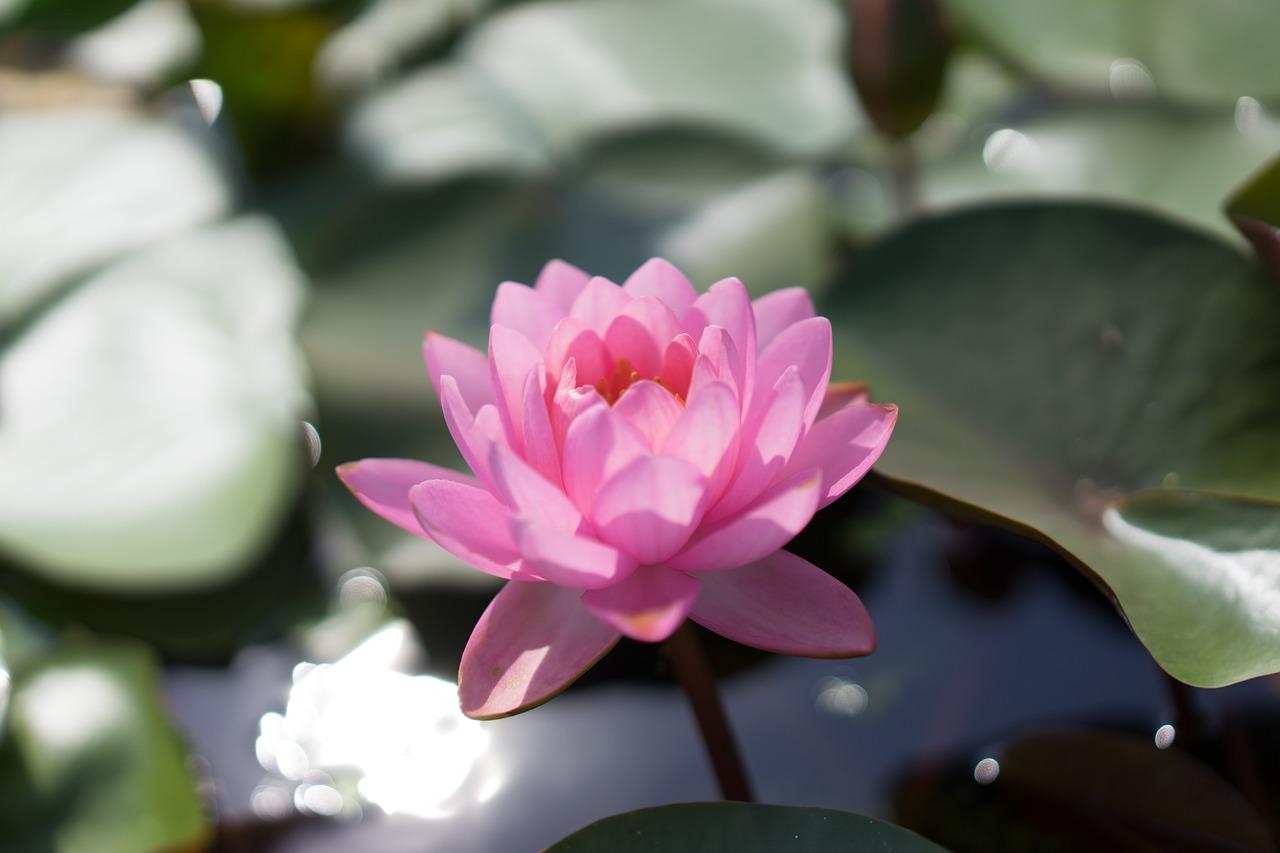 莲花镇新房推荐